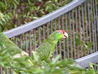 Amazone a joues vertes, Amazona viridigenalis (Photo F. Mrugala) (1)